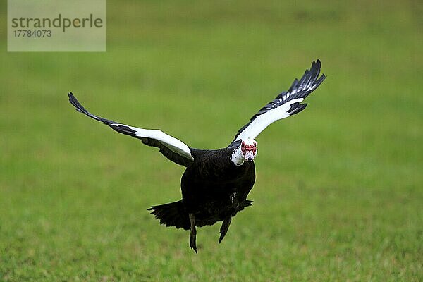 Moschusente (Cairina moschata)  erwachsen fliegend  Miami  Florida  Nordamerika  USA  Nordamerika