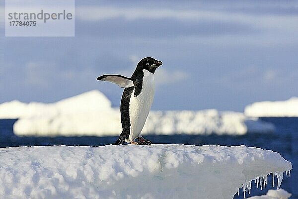 Adeliepinguin (Pygoscelis adeliae)  erwachsen auf Eisscholle  Teufelsinsel  Weddellmeer  Antarktis  Antarktika