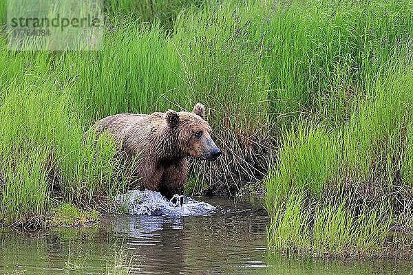 Grizzlybär (Ursus arctos horribilis)  adult im Wasser  im Sommer  Brookes River  Katmai Nationalpark  Alaska  Nordamerika  USA  Nordamerika