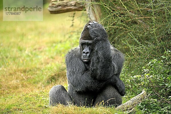 Flachlandgorilla (Gorilla gorilla gorilla)  erwachsen  männlich  Silberrücken