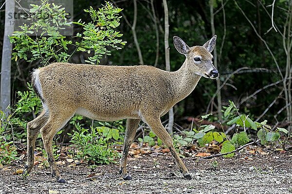 Key Deer  erwachsenes Weibchen  National Key Deer Refuge  Florida (Odocoileus virginianus clavium)  Nordamerika  USA  Nordamerika