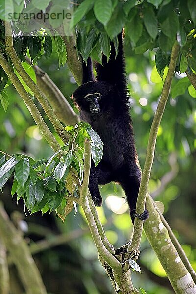 Agile Gibbon (Hylobates agilis)  Dark-handed Gibbon  erwachsen auf Baum