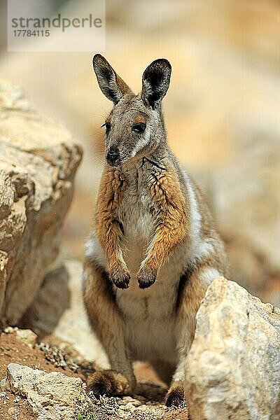 Gelbfuß-Felswallaby  erwachsen (Petrogale xanthopus)  Australien  Ozeanien