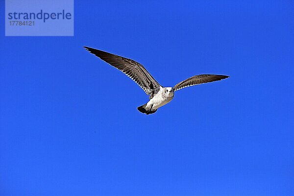 Lachmöwe (Larus atricilla)  erwachsen fliegend  Sanibe  Nordamerika  Island  USA  Europa