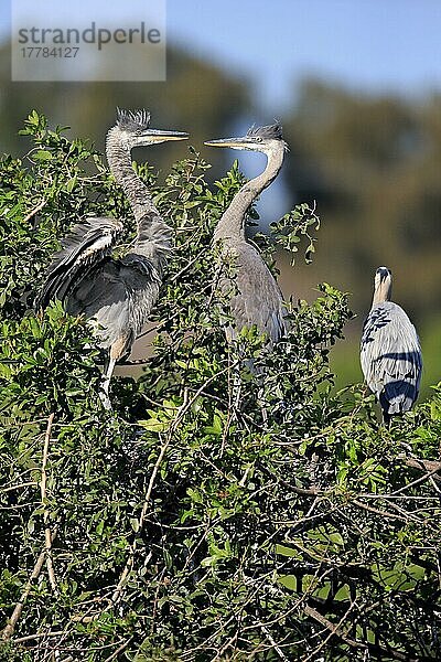 Kanadareiher (Ardea herodias)  zwei halberwachsene Jungtiere auf Baum  Venice Rookery  Venice  Florida  Nordamerika  USA  Nordamerika