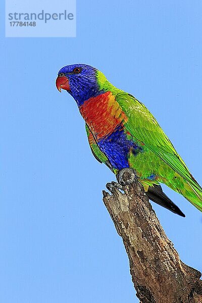 Regenbogenlori (Trichoglossus haematodus)  erwachsen auf Baum  Cudlee Creek  Südaustralien  Australien  Ozeanien