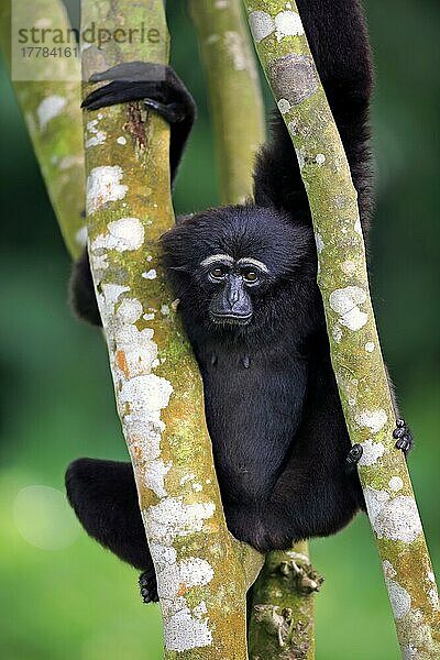 Agile Gibbon (Hylobates agilis)  Dark-handed Gibbon  erwachsen auf Baum