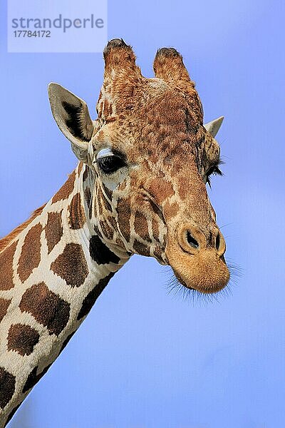 Netzgiraffe (Giraffa camelopardalis reticulata)  erwachsenes Porträt