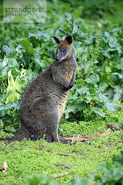 Sumpfwallaby (Wallabia bicolor)  erwachsen  Wilson Promontory Nationalpark  Victoria  Australien  Ozeanien