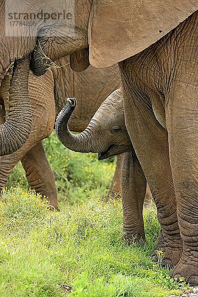 Afrikanischer Elefant (Loxodonta africana)  Jungtier im Schutz der Gruppe  Addo Elephant Nationalpark  Ostkap  Südafrika