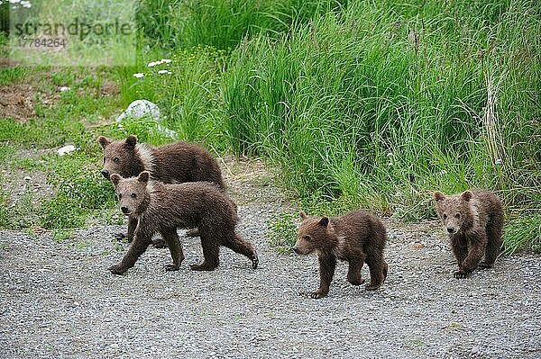 Grizzlybären (Ursus arctos horribilis)  Jungtiere  Brooks Falls  Katmai Nationalpark  Alaska  Grizzlybär  USA  Nordamerika