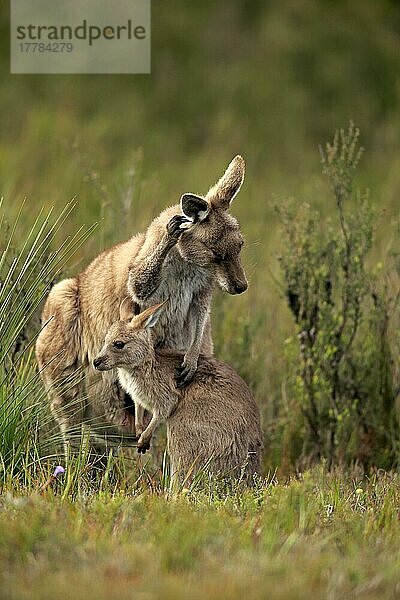 Östliches Graues Riesenkänguru (Macropus giganteus)  Weibchen mit Jungtier  Wilson Promontory Nationalpark  Victoria  Australien  Ozeanien