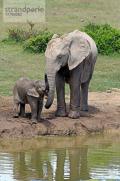 Afrikanischer Elefant (Loxodonta africana)  Weibchen mit Jungtier  Addo Elephant Nationalpark  Ostkap  Südafrika