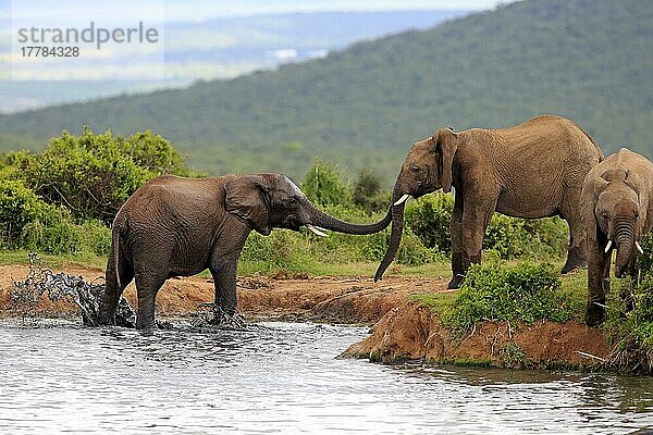 Afrikanischer Elefant (Loxodonta africana)  Gruppe am Wasser  Addo Elephant Nationalpark  Ostkap  Südafrika
