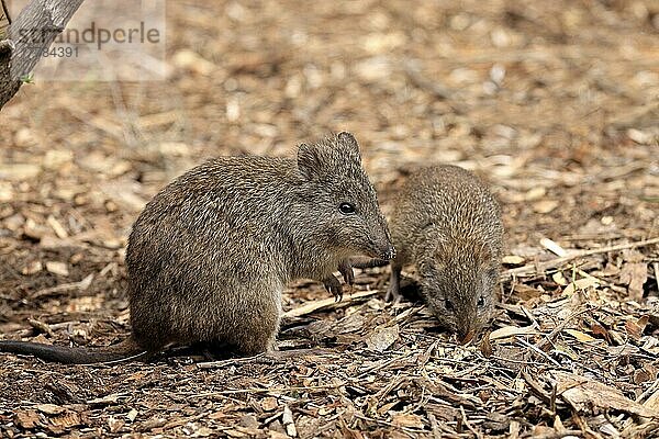 Rattenkänguru  Kaninchenkänguru (Potorous tridactylus)  Weibchen mit Jungtier  weiblich  Nahrungssuche  South Australia  Australien  Ozeanien
