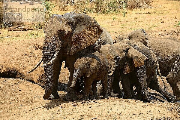 Afrikanische (Loxodonta africana) Elefanten-Familiengruppe beim Schlammbad  Samburu National Reserve  Oktober  Kenia  Afrika