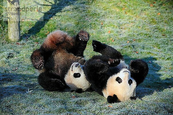 Große Pandas (Ailuropoda melanoleuca)  Paar  Bambusbär