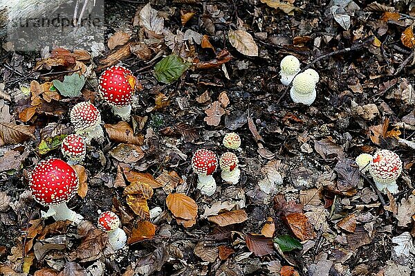 Fliegenpilz  Fliegenpilze (Amanita muscaria)  Giftpilze  Pilze  Group of fly agaric funghi on forest ground  autumn  Alsace  Frankreich  Europa