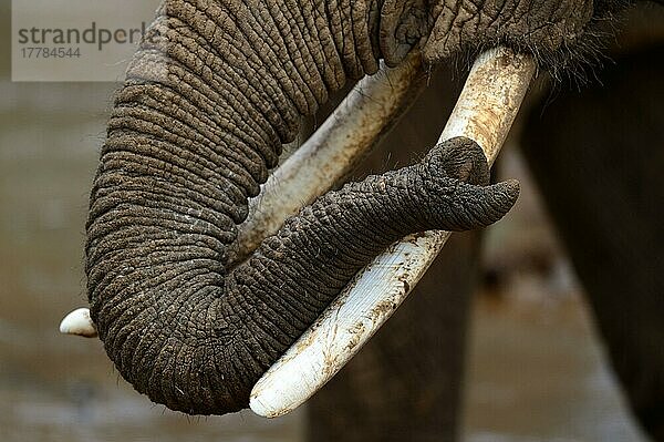 Nahaufnahme eines afrikanischen (Loxodonta africana) Elefantenrüssels  Samburu National Reserve  Oktober  Kenia  Afrika