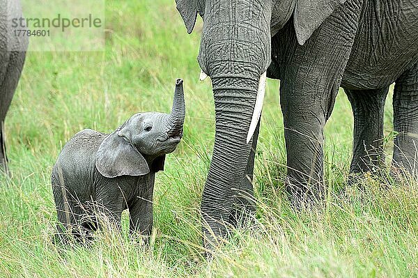 Afrikanisches Elefantenkalb  ca. 2 Monate alt  hebt seinen Rüssel in Richtung seiner Mutter (Loxodonta africana)  Masai Mara National Reserve  Oktober  Kenia  Afrika