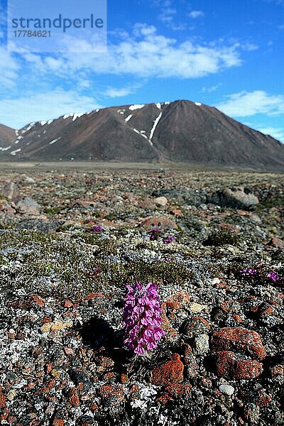 Wolliges Läusekraut (Pedicularis lanata) auf Tundra  Ellesmer  Wolliges Läusekraut  Island  Kanada  Nordamerika