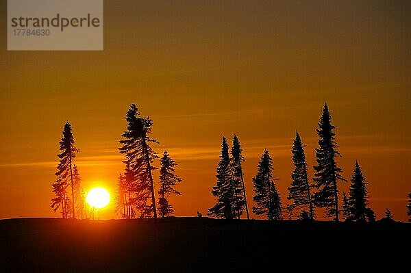 Tundra bei Sonnenuntergang  Wapusk Nationalpark  Churchill  Manitoba  Kanada  Nordamerika