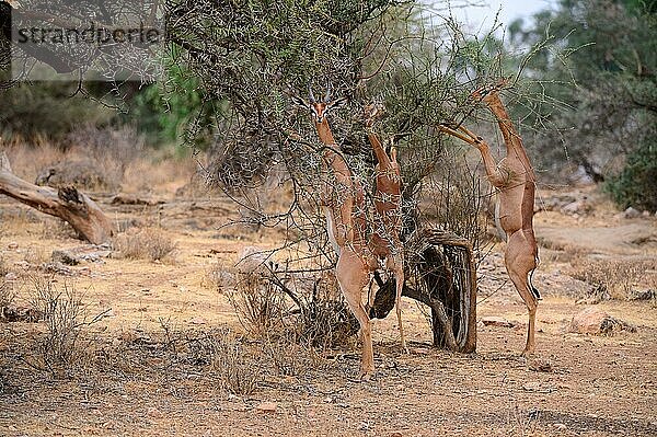 Gerenuk-Gruppe (Litocranius walleri) mit Männchen und Weibchen auf den Hinterbeinen stehend beim Grasen an Akazienbäumen  Samburu National Reserve  Oktober  Kenia  Afrika