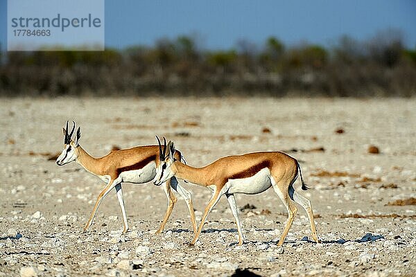 Zwei Springböcke (Antidorcas marsupialis)  Trockenzeit  Etosha National Park  Namibia  Afrika
