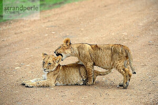 Spielende Löwenjungen (Panthera leo)  Masai Mara National Reserve  Oktober  Kenia  Afrika