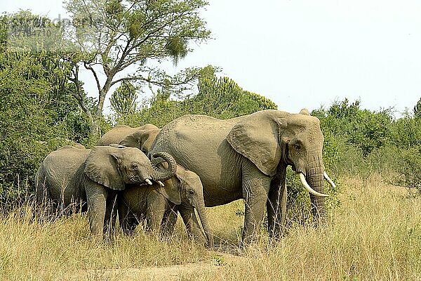 Afrikanischer (Loxodonta africana) Elefantnische Elefanten  Elefanten  Säugetiere  Tieren Elephant  group with females and youngs foraging in the savanna  Queen Elizabeth National Park  Uganda  Afrika