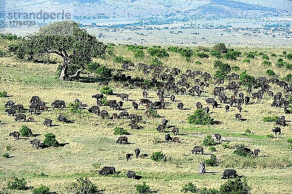 Weidende Kaffernbüffelherde (Syncerus caffer)  Savannenlandschaft  Masai Mara National Reserve  Oktober  Kenia  Afrika