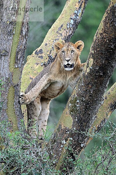 Subadulter Löwe (Panthera leo) im Baum  Nakuru National Park  Oktober  Kenia  Afrika