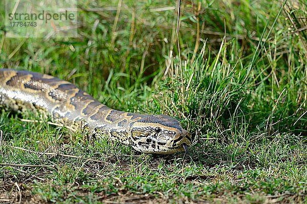 Afrikanischer Felsenpython beim Kriechen (Python sebae) Masai Mara National Reserve  Oktober  Kenia  Afrika