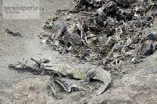 Nilkrokodil beim Fressen eines Wildtierkadavers. Mara-Fluss. (Crocodile niloticus) Masai Mara National Reserve  Oktober  Kenia  Afrika