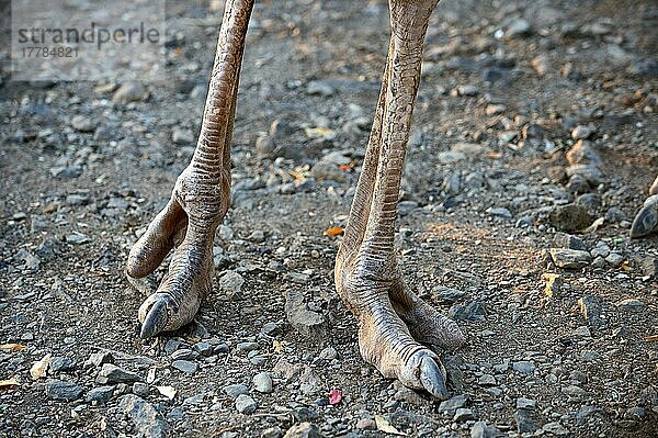 Nahaufnahme der Füße des Masai Straußes (Struthio camelus massaicus) Masai Mara National Reserve  Oktober  Kenia  Afrika