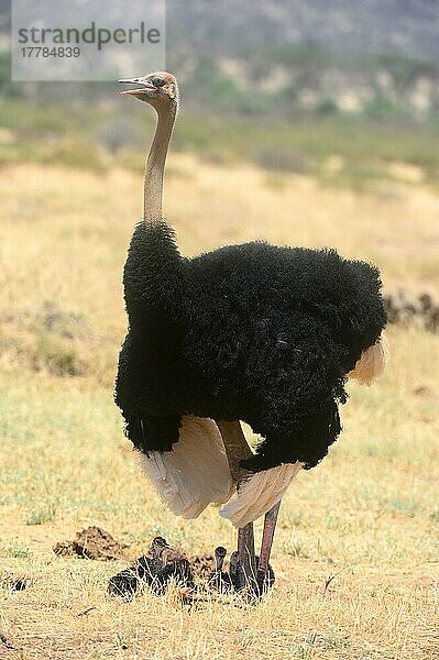 Männlicher Strauß  der seine Küken mit seinen Flügeln vor der Sonne schützt (Struthio camelus) Samburu National Reserve  Oktober  Kenia  Afrika