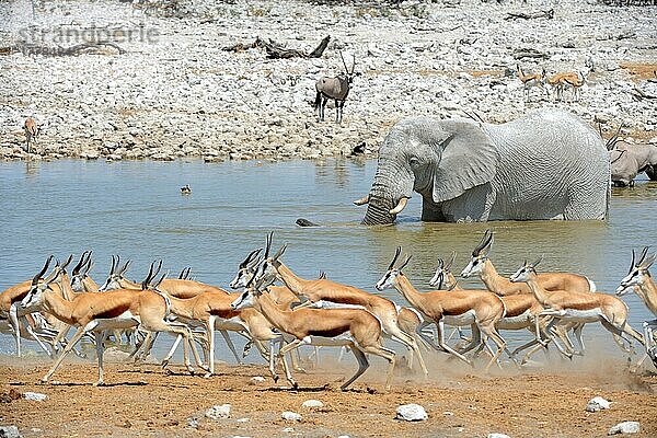 Vom Wasserloch weglaufende Springbockherde (Antidorcas marsupialis) mit Elefant (Loxodonta africana) und Oryx (Oryx gazella) im Hintergrund  Trockenzeit  Etosha-Nationalpark  Namibia  Afrika