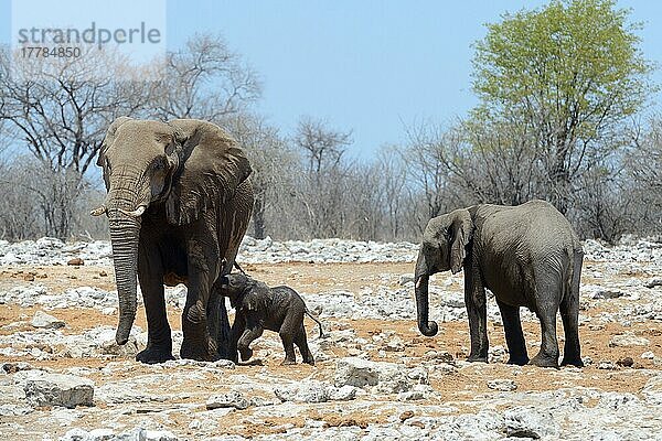 Afrikanischer Elefant (Loxodonta africana) Kalb will von Mutter säugen  Etosha National Park  Namibia  Afrika