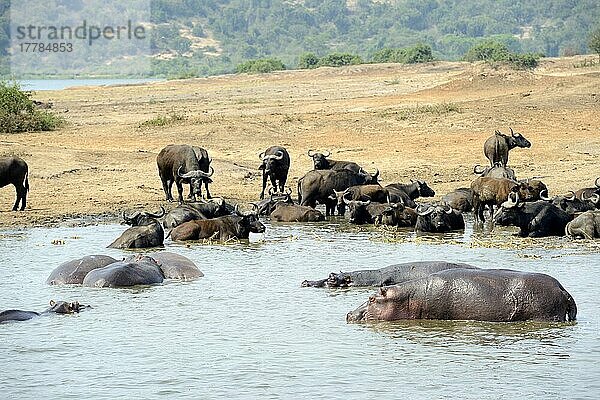 Flusspferd (Hippopotamus amphibius) und Afrikanischer  Kap-Büffel (Syncerus caffer)  Lake Edward  Queen Elizabeth National Park  Uganda  Afrika