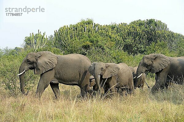 Afrikanischer (Loxodonta africana) Elefantnische Elefanten  Elefanten  Säugetiere  Tieren Elephant  group with females and youngs foraging in the savanna  Queen Elizabeth National Park  Uganda  Afrika