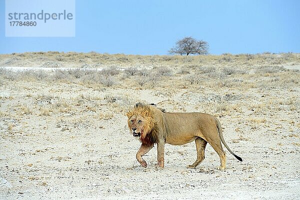 Löwe (Panthera leo)  männlich  im Profil in der Etosha-Pfanne zur Trockenzeit  Etosha-Nationalpark  Namibia  Afrika