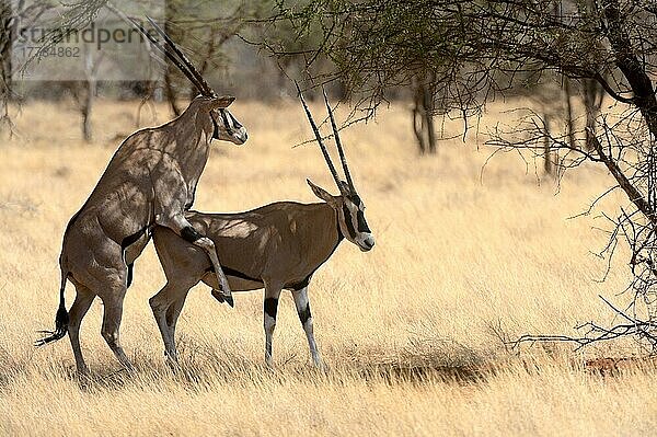 Beisa-Oryx-Paar (Oryx beisa) bei der Paarung  Samburu National Reserve  Oktober  Kenia  Afrika