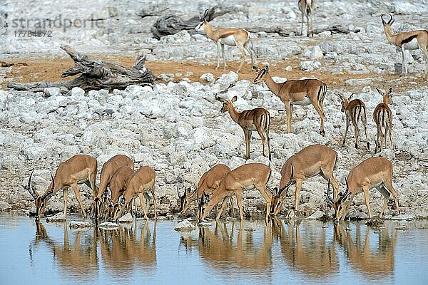 Schwarzgesicht-Impala-Herde (Aepyceros melampus petersi) beim Trinken in der Trockenzeit  Etosha-Nationalpark  Namibia  Afrika
