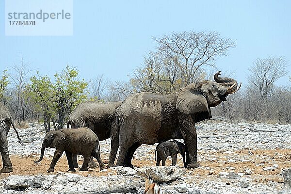 Afrikanischer Elefant (Loxodonta africana) sehr junges Kalb unter dem Schutz der Mutter am Wasserloch  Etosha National Park  Namibia  Afrika