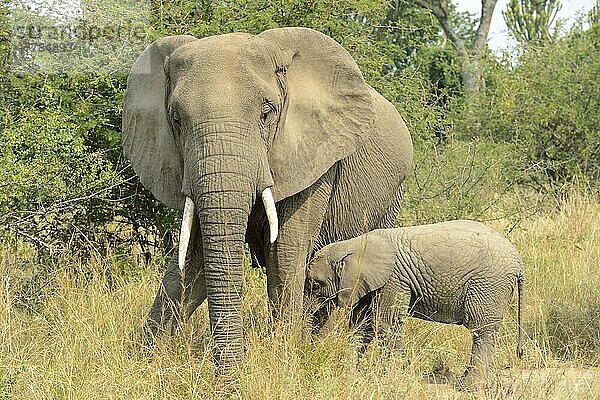 Afrikanischer (Loxodonta africana) Elefantnische Elefanten  Elefanten  Säugetiere  Tieren Elephant female and baby  Queen Elizabeth National Park  Uganda  Afrika