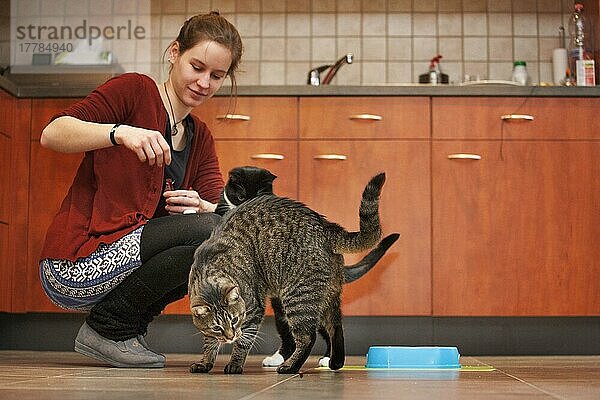 Mädchen füttert Hauskatzen