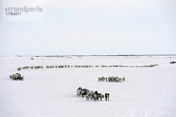 Nenets-Hirten  die mit einem von Rentieren (Rangifer tarandus) gezogenen Schlitten auf ihrer Frühjahrswanderung in der Tundra unterwegs sind  Bezirk Yar-Sale  Jamal  Nordwestsibirien  Russland  Europa
