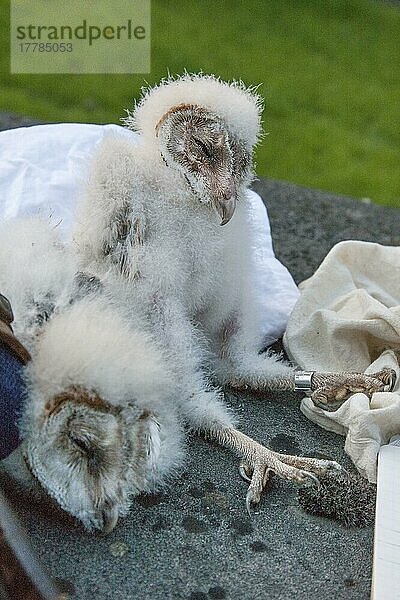 Schleiereule  vogelberingung  küken (Tito alba)