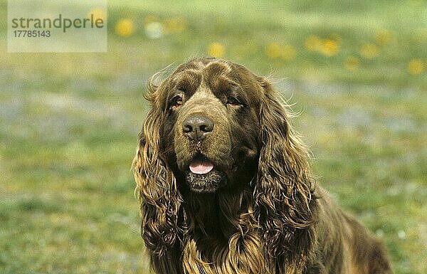 Haushund  Sussex-Spaniel  erwachsen  Nahaufnahme des Kopfes