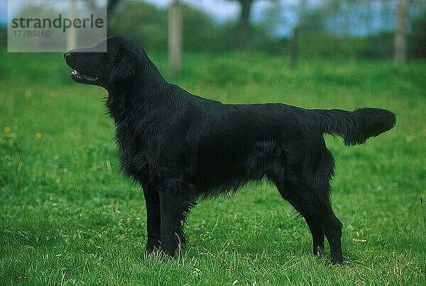 Haushund Flatcoat Retriever (England) (Retriever) Auf Gras  Seitenansicht